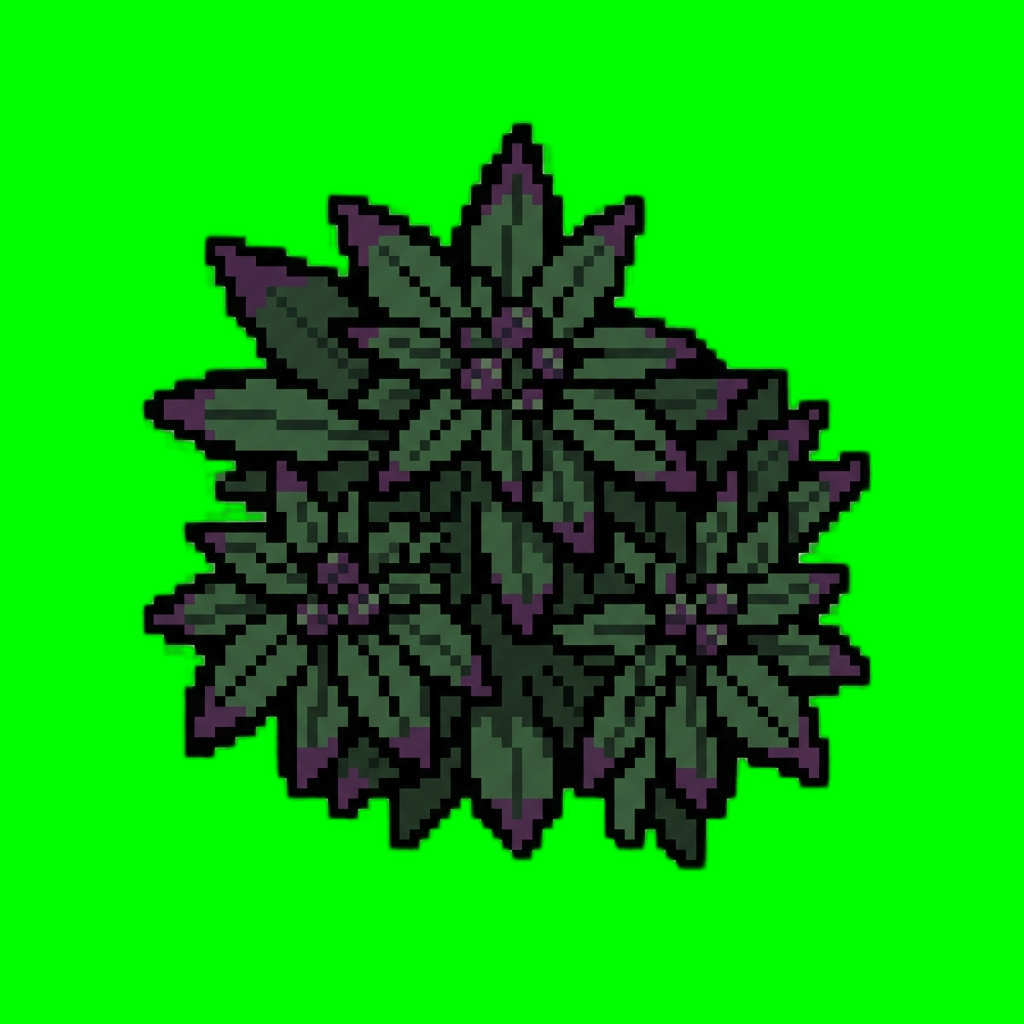 cannabis_stage_3_1767619767079.png
